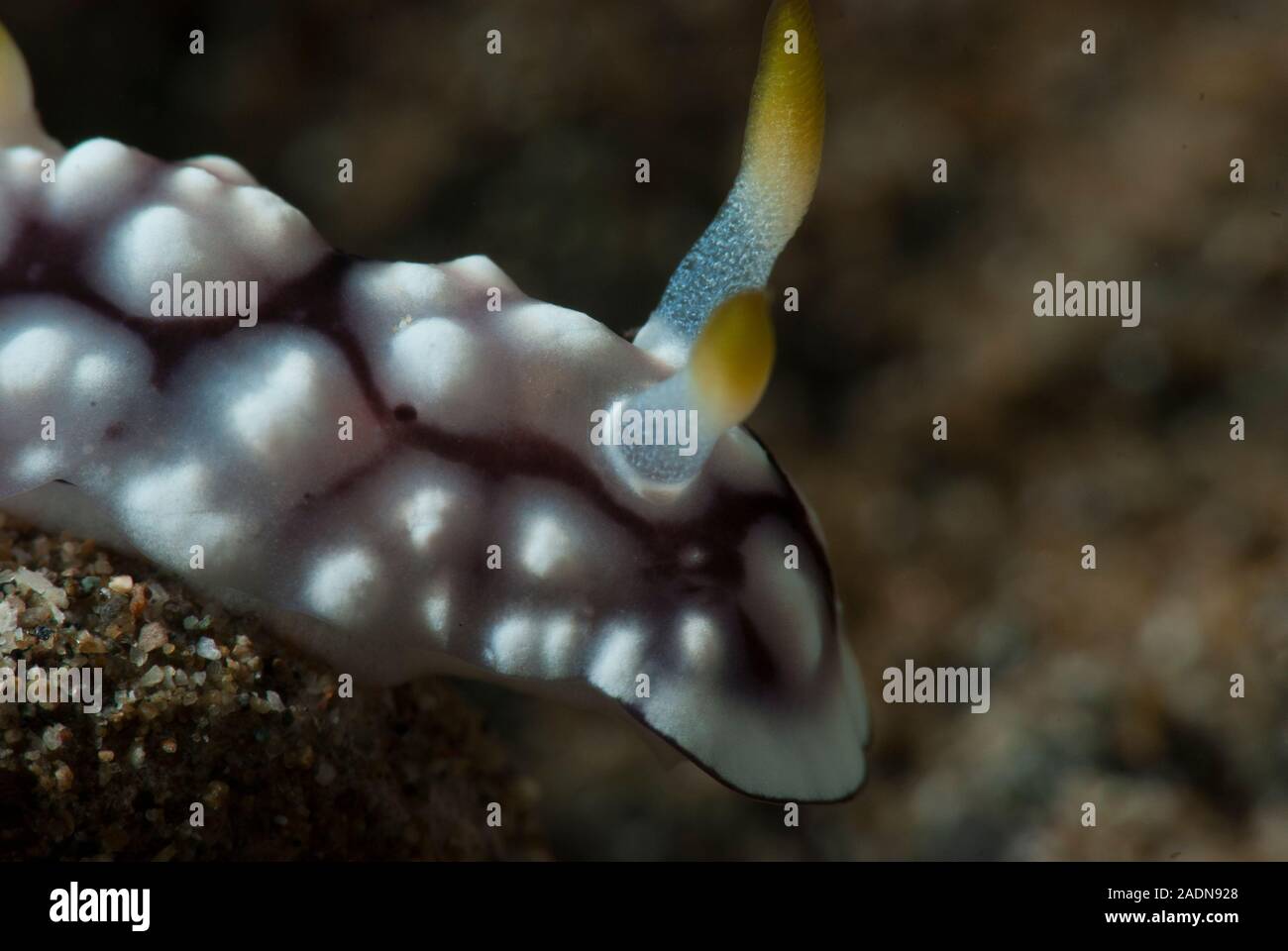 Chromodoris geometrica Nacktschnecke Stockfoto