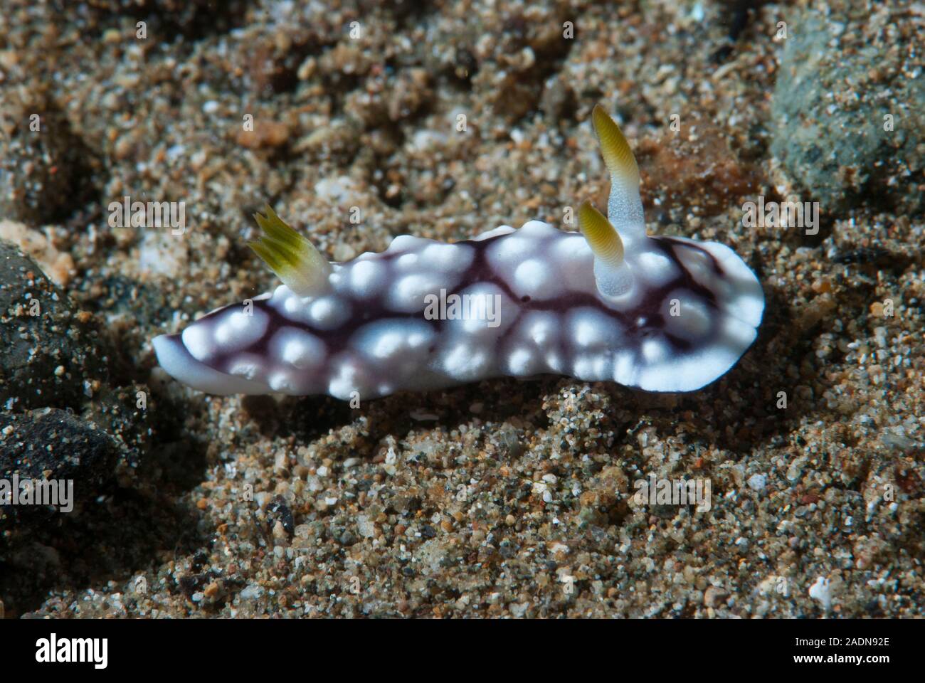 Chromodoris geometrica Nacktschnecke Stockfoto