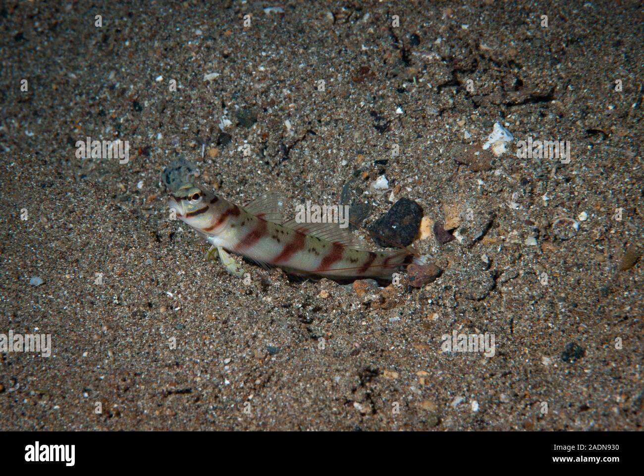 Unterwasserfotografie, Meeresbewohner Stockfoto