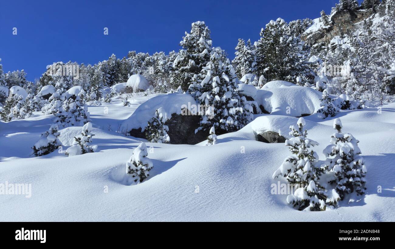 Winter Szene mit frischem Schnee, rocky mountain, Pinien, auf einem sonnigen knusprige Tag. Stockfoto