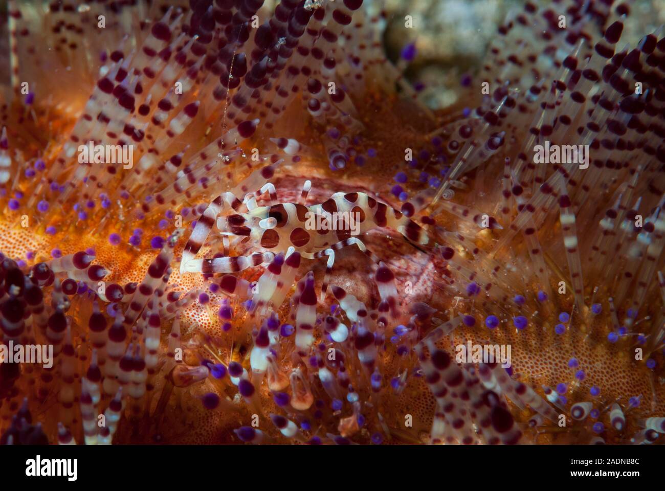 Coleman Shrimps Periclimenes colemani Stockfoto