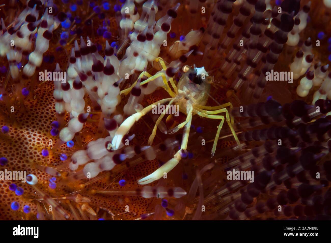 Allopontonia iani Stockfoto