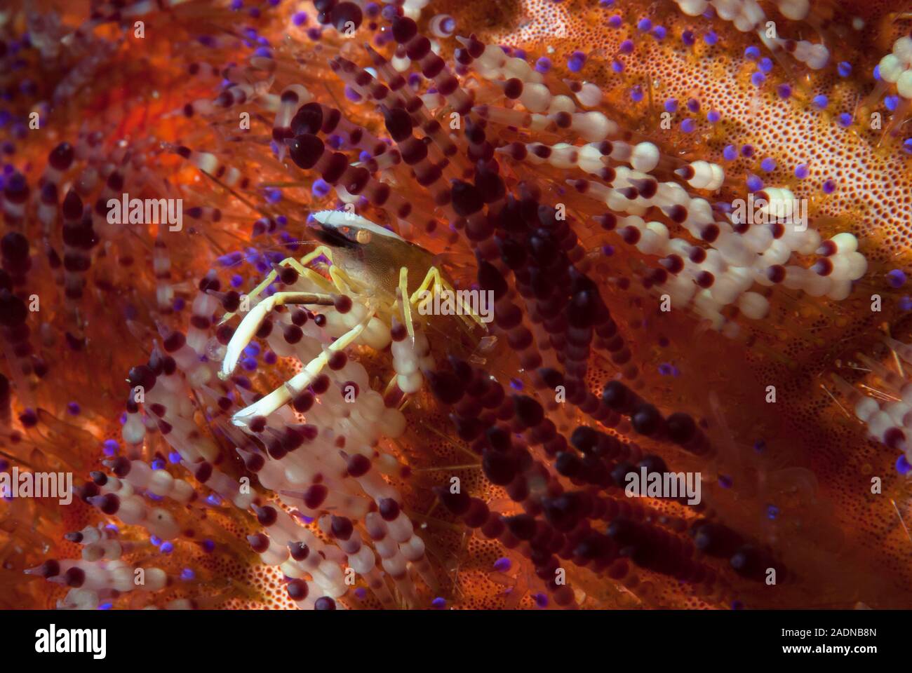 Allopontonia iani Stockfoto