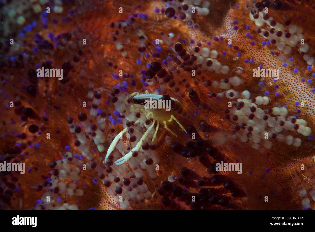 Allopontonia iani Stockfoto