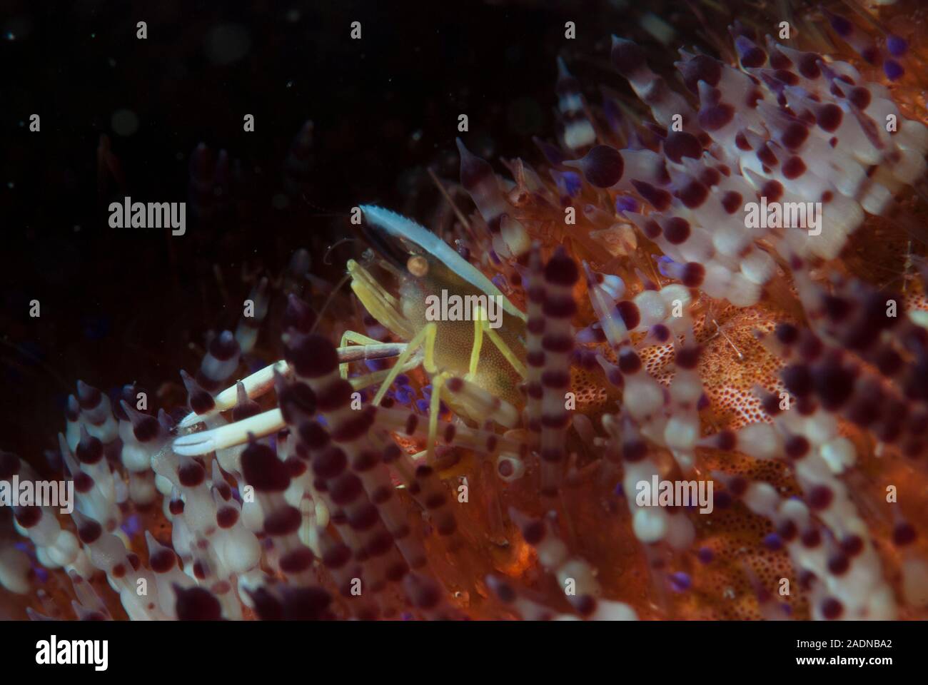 Allopontonia iani Stockfoto