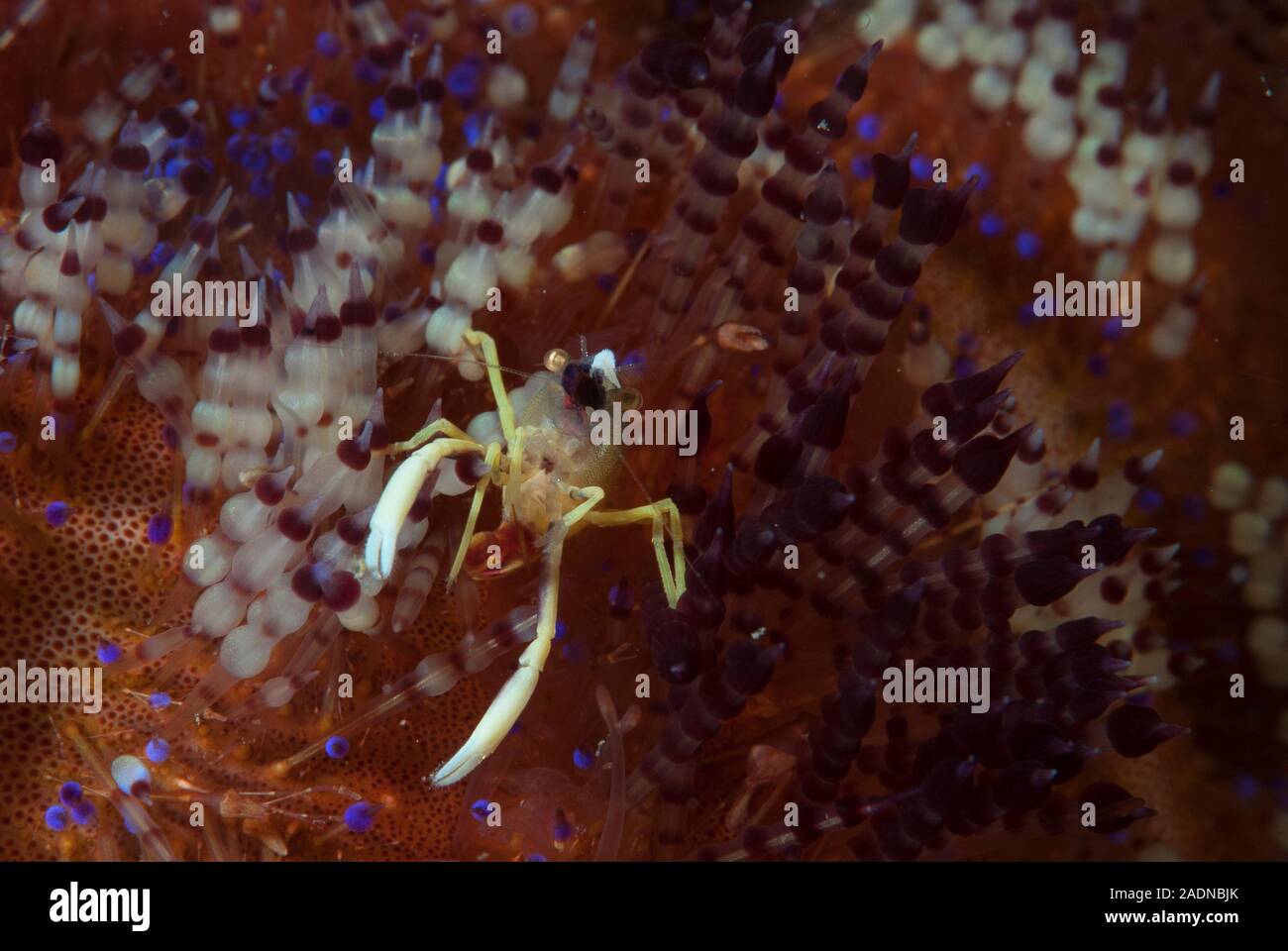 Allopontonia iani Stockfoto