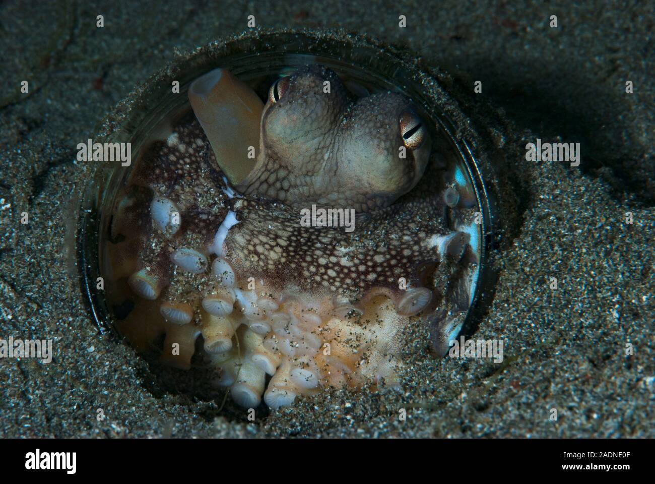 Coconut Octopus marginatus Amphioctopus Stockfoto