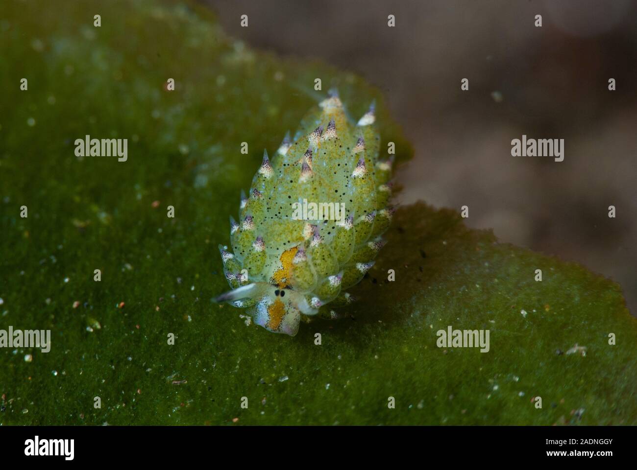 kleines-blatt-schafe-nacktschnecke-costasiella-kuroshimae