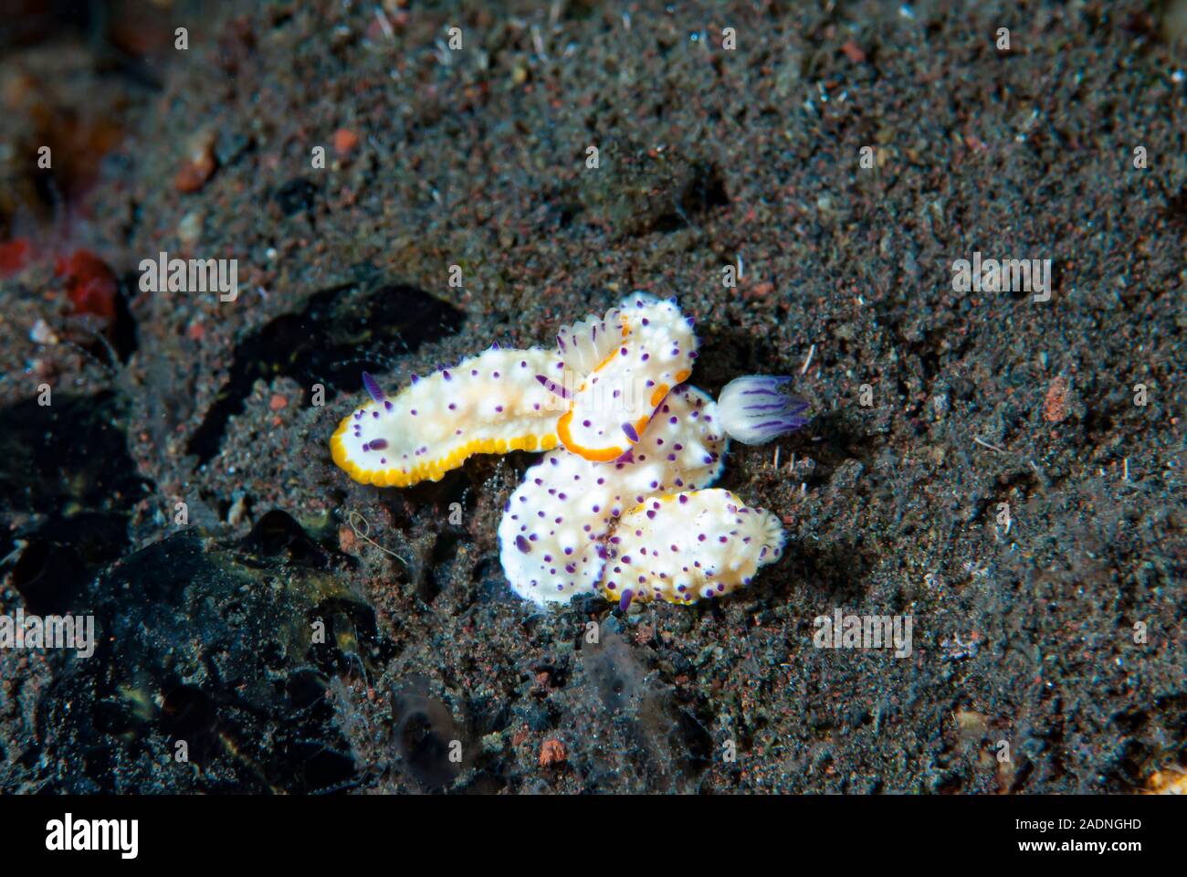 Glossodoris multituberculata Stockfoto