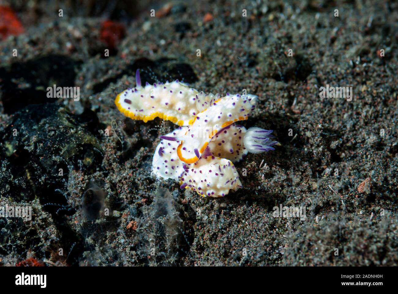 Glossodoris multituberculata Stockfoto