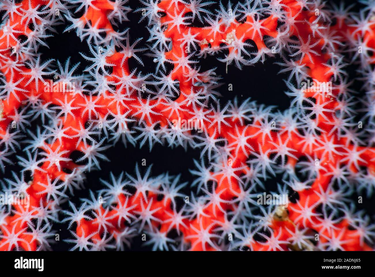Korallenpolypen Stockfoto