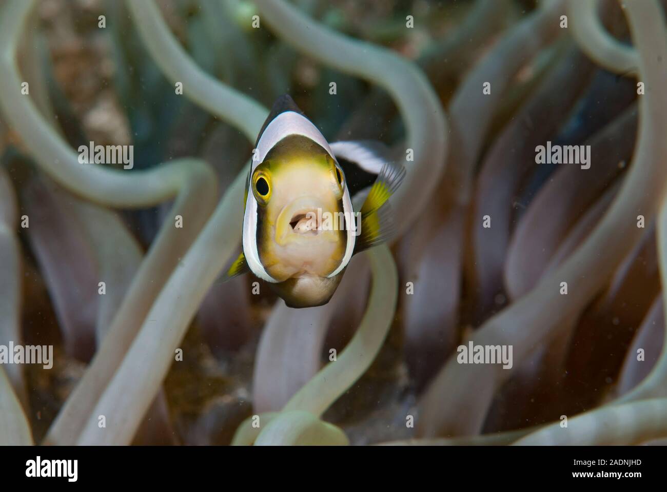 Panda Anemonenfischen Amphiprion polymnus, mit Mund Parasiten Stockfoto