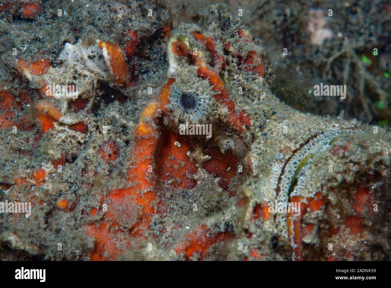 Spiny Devilfish Inimicus didactylus Stockfoto