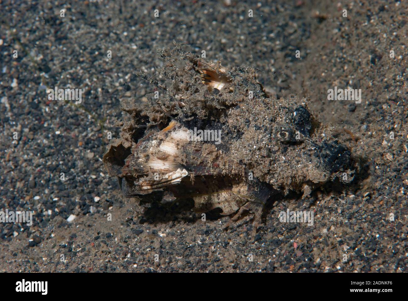Spiny Devilfish Inimicus didactylus Stockfoto