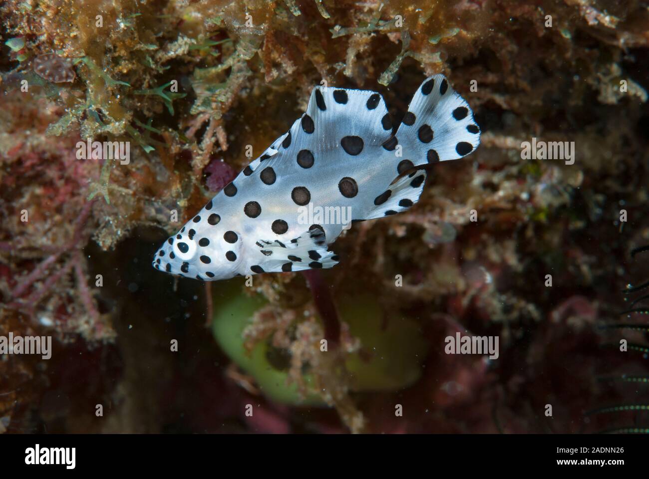 Juveniler Barramundi-Kabeljau Cromileptes altivelis Stockfoto