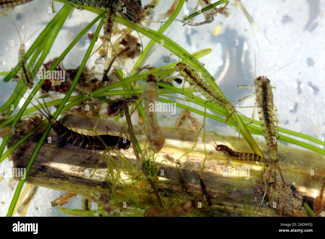 Insektenlarven im Wasser. Zu sehen sind hier Mayfly Nymphen