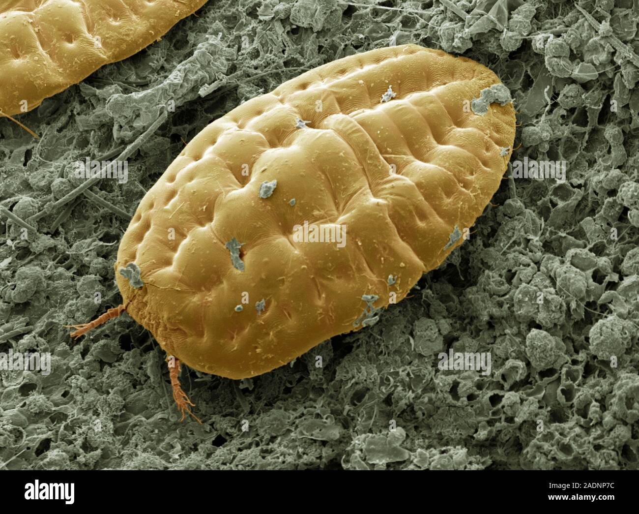 Schildlaus. Farbige Scanning Electron Micrograph (SEM) eines weiblichen Schildlaus (Gattung Coccoidea), zeigt seine Schild - wie Exoskelett (starke Stockfoto