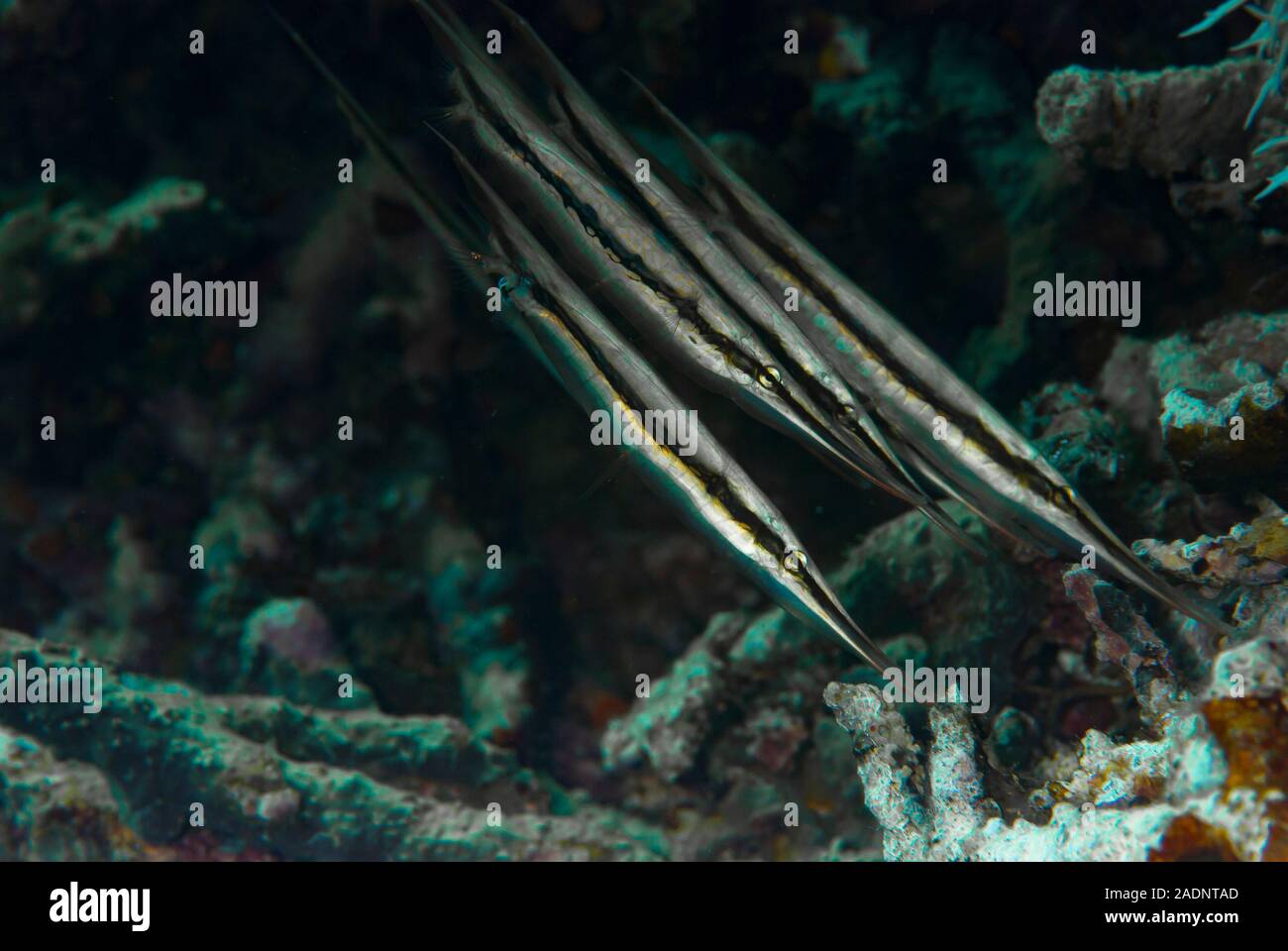 Razorfish Aeoliscus strigatus Stockfoto