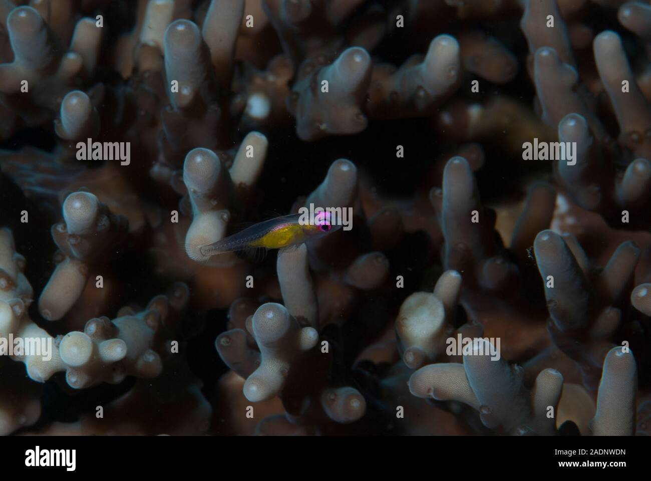 Rosa - Auge Grundel Bryaninops natans Stockfoto