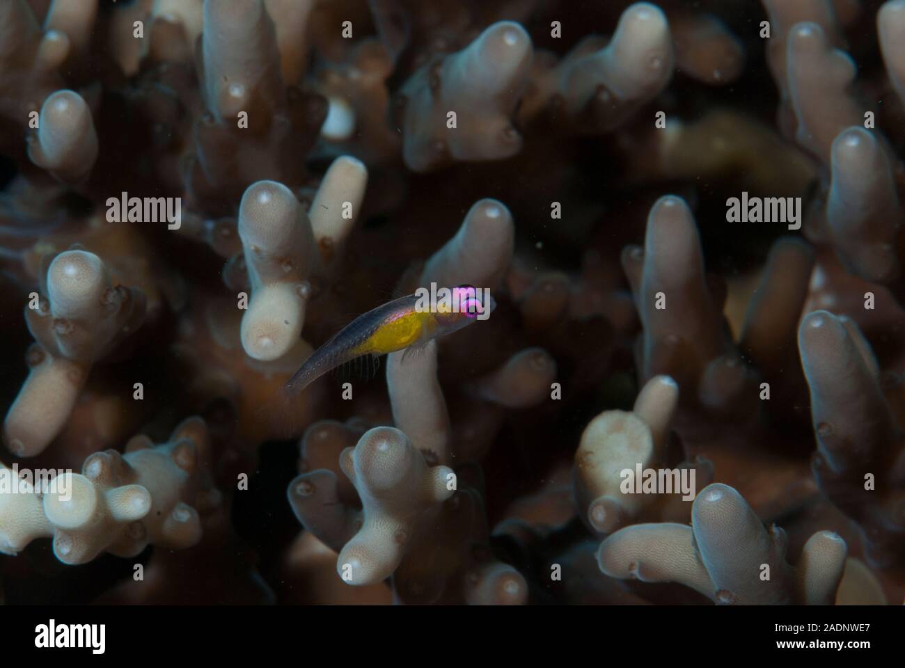 Rosa - Auge Grundel Bryaninops natans Stockfoto