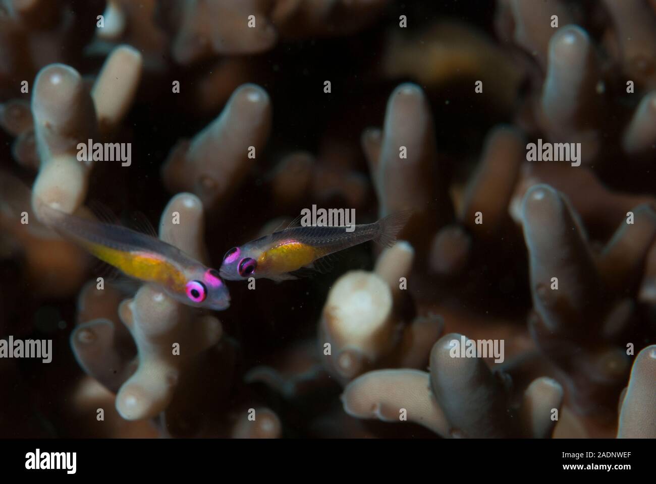 Rosa - Auge Grundel Bryaninops natans Stockfoto