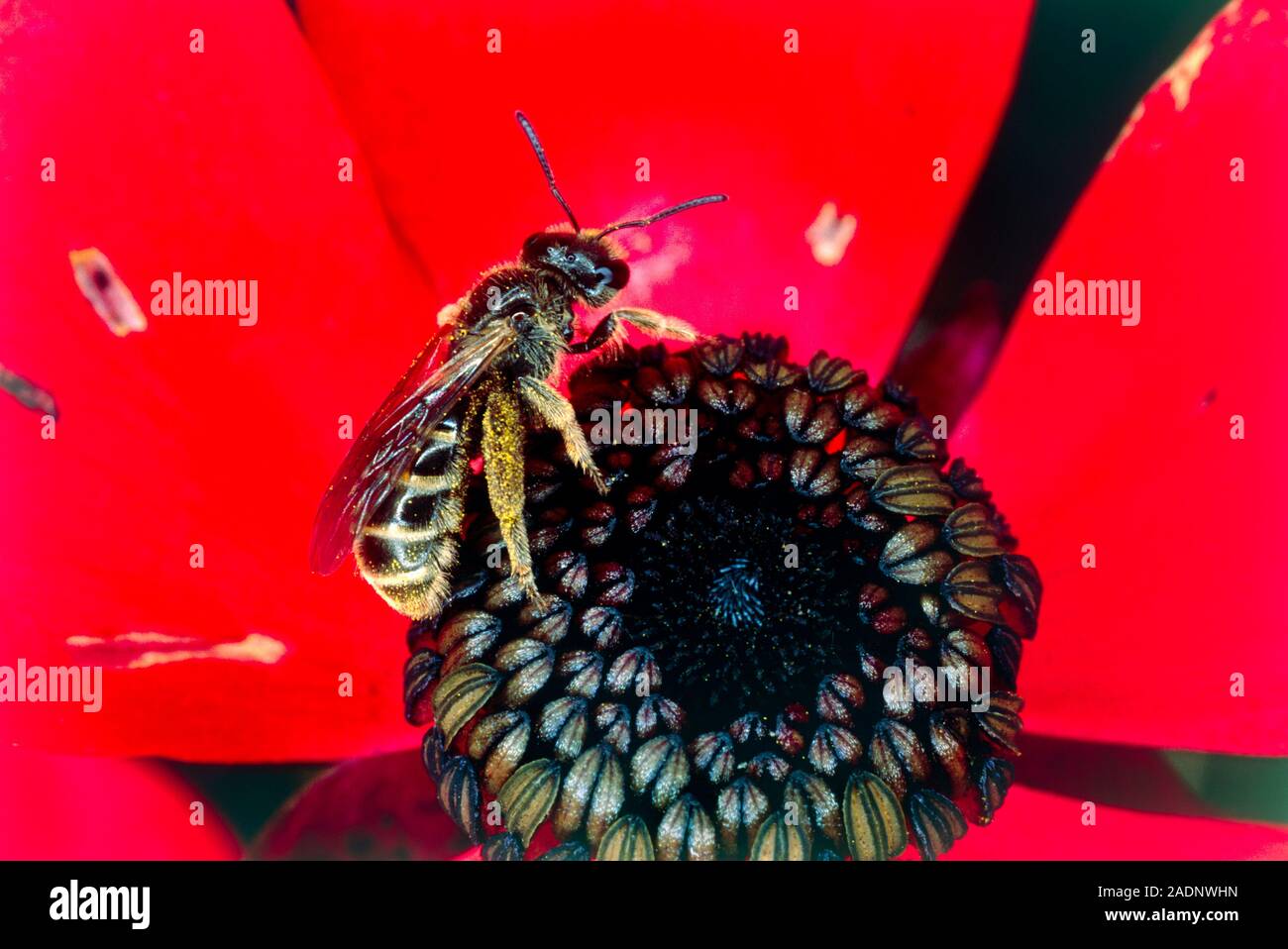 Hornet Auf Eine Mohnbl te Viele Betriebe Verlassen Sich Auf Insekten hornet-auf-eine-mohnbl-te-viele-betriebe-verlassen-sich-auf-insekten