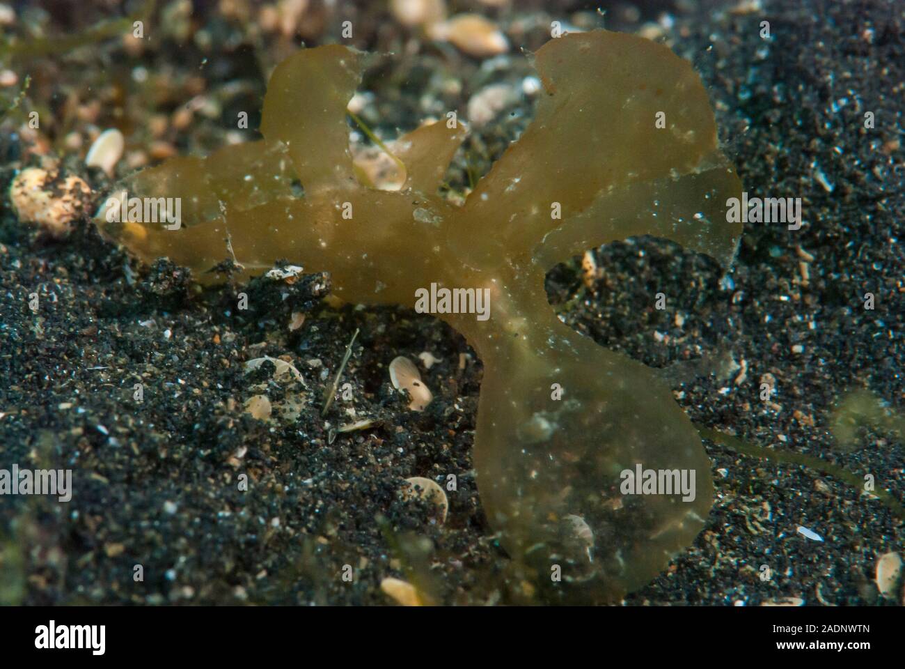 Melibe viridis Nudibranch Stockfoto