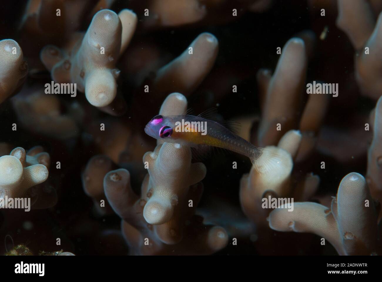 Rosa - Auge Grundel Bryaninops natans Stockfoto