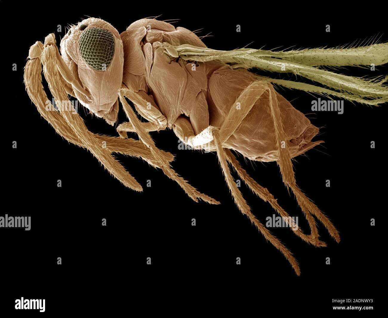 Parasitische Wespe (Eretmocerus eremicus), Farbig Scanning Electron ...