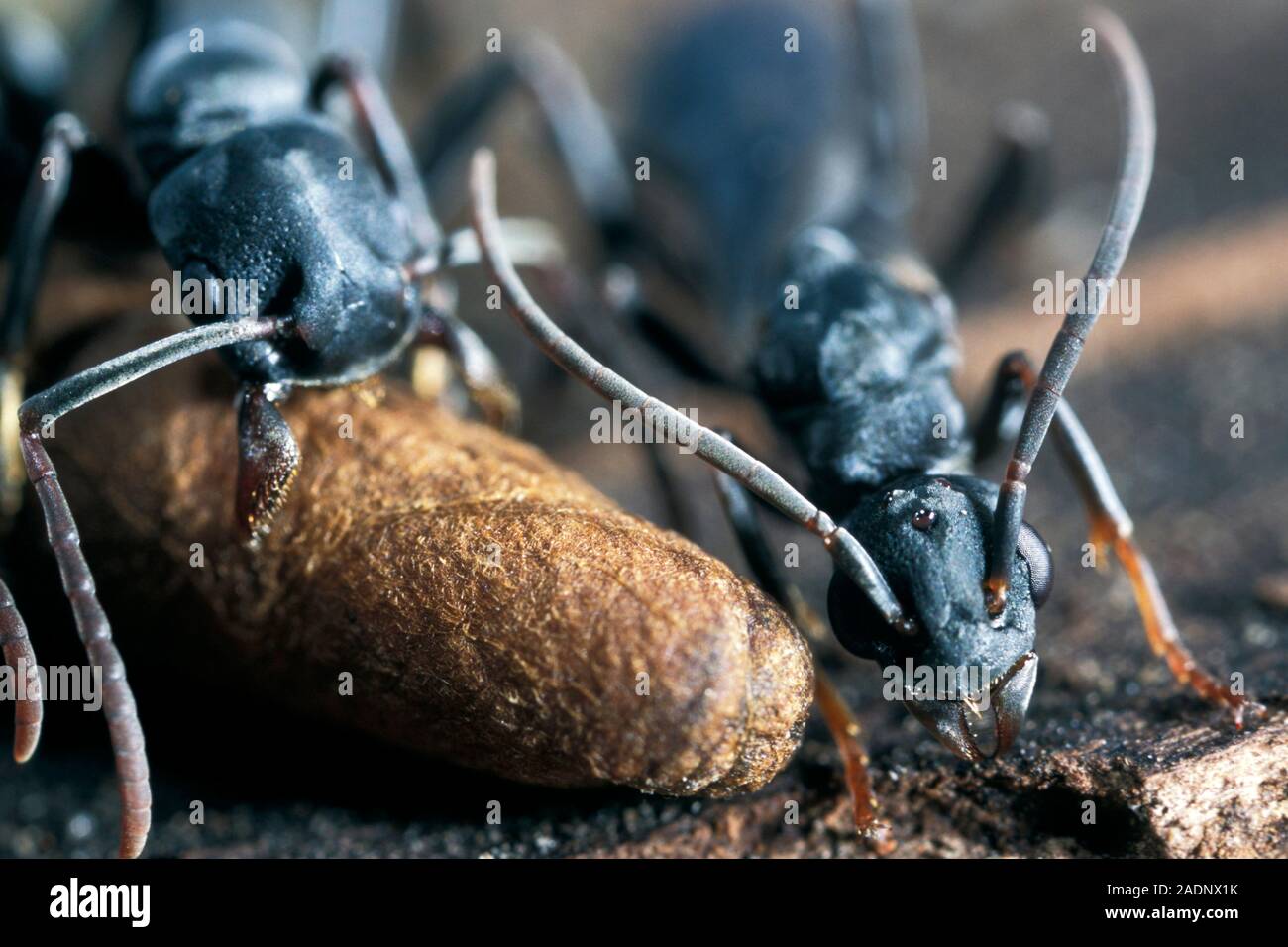 Platythyrea conradti Ameisen neigen zu einem Kokon im Inneren der Kolonie nisten. Dieser