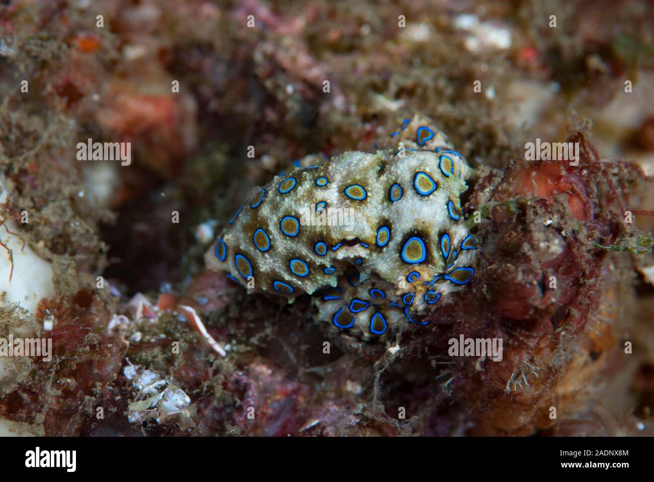 Blue-ringed Octopus Hapalochlaena lunulata Stockfoto