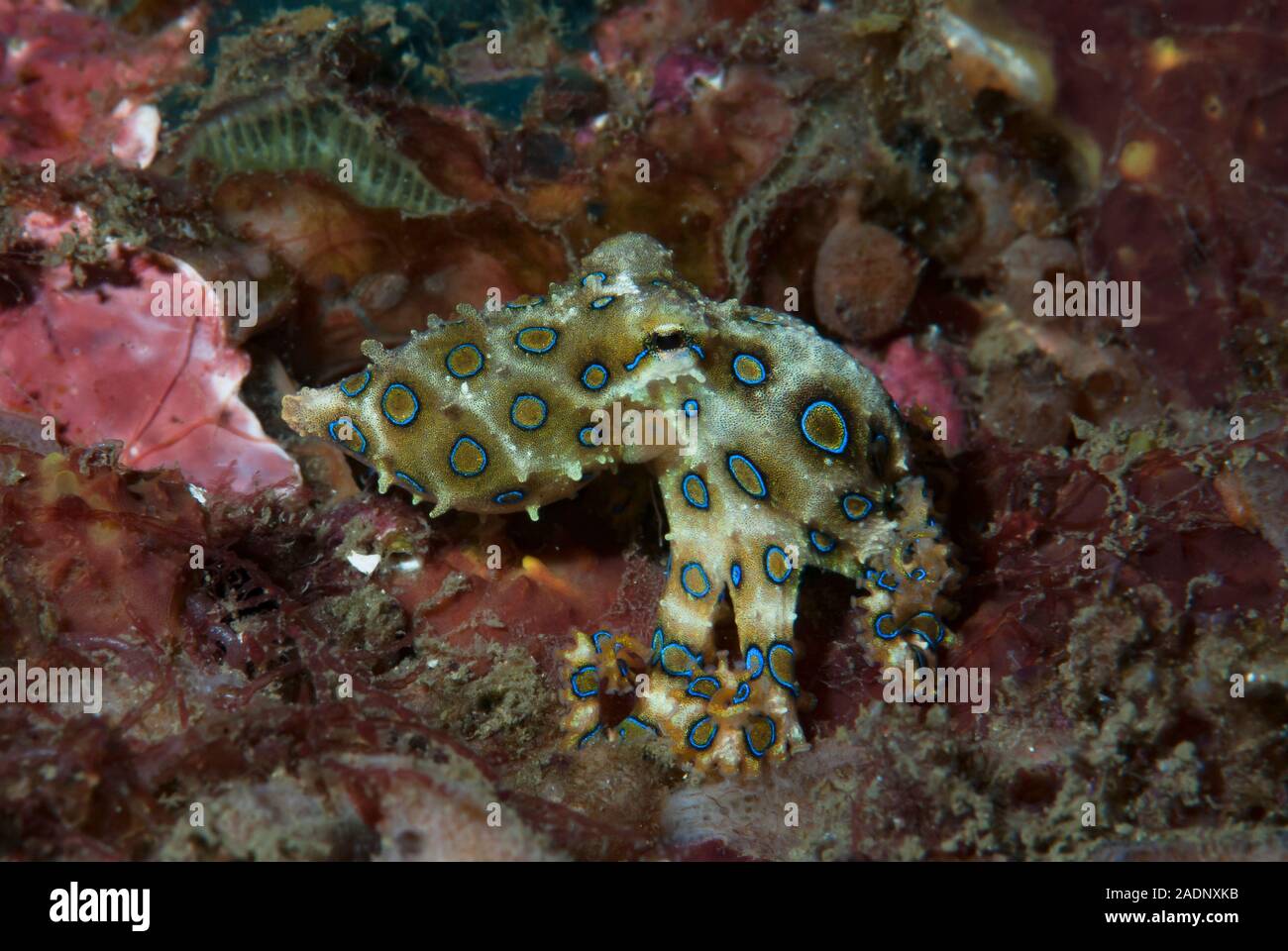 Blue-ringed Octopus Hapalochlaena lunulata Stockfoto