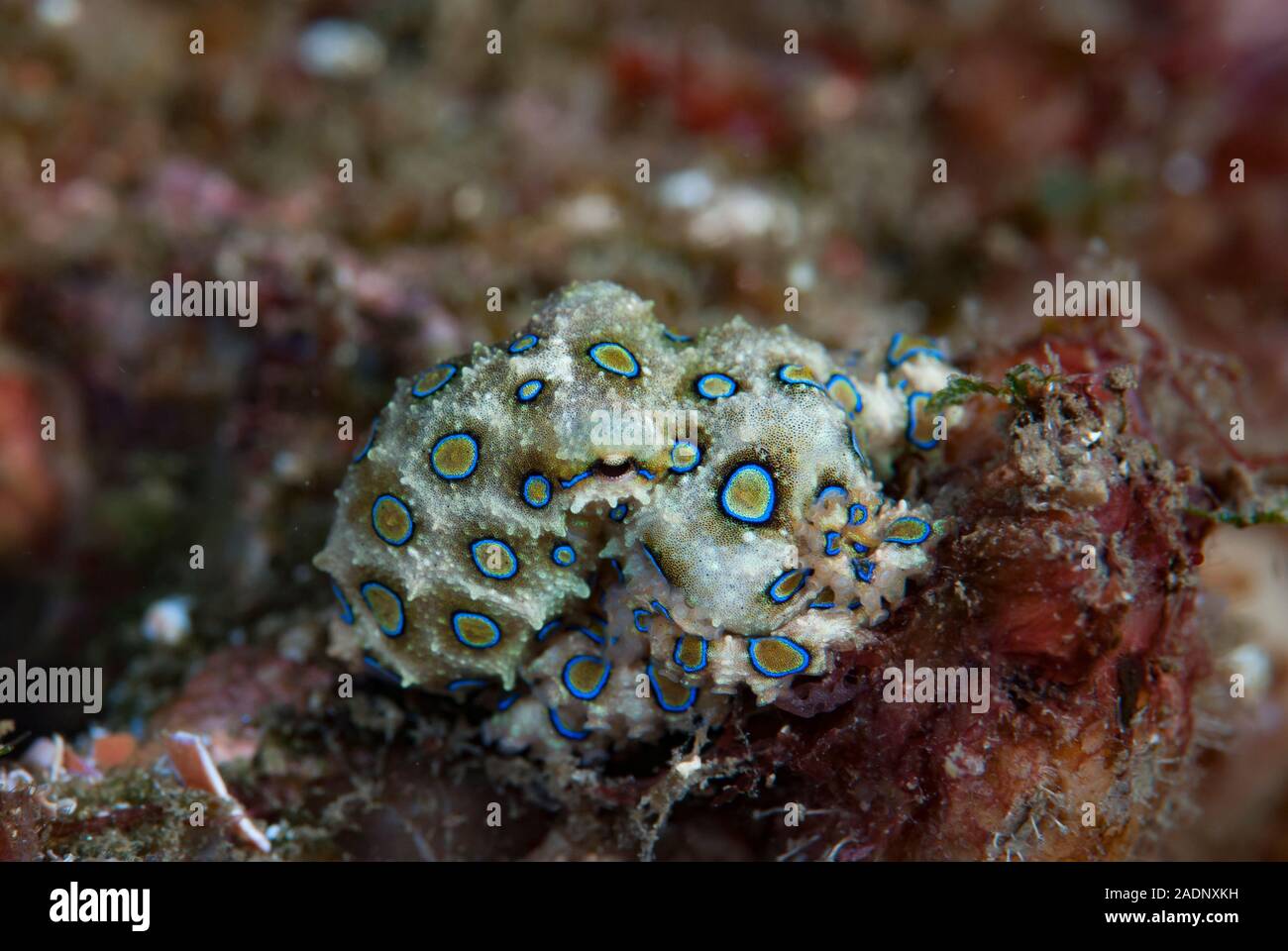 Blue-ringed Octopus Hapalochlaena lunulata Stockfoto