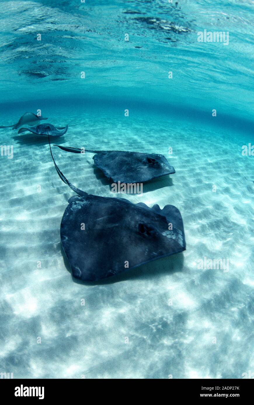 Stachelrochen (Dasyatis americana) auf dem Meeresgrund. Diese Stingray hat einen giftigen Schwanz Widerhaken, die Gift von einer Drüse an der Basis injizieren können. Die r Stockfoto