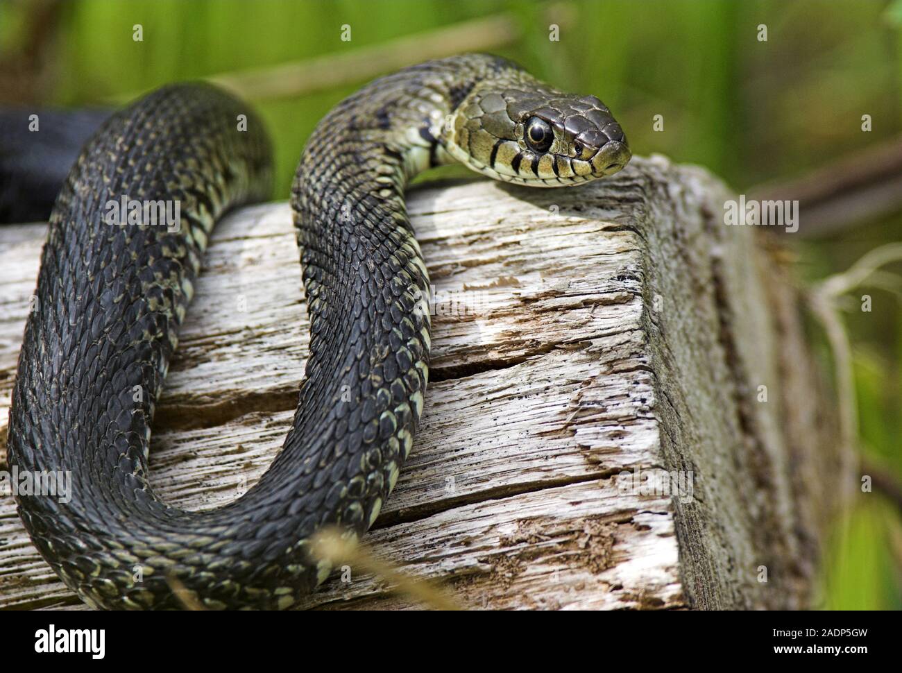 Wie Lang Ist Eine Ringelnatter www.alamy.de