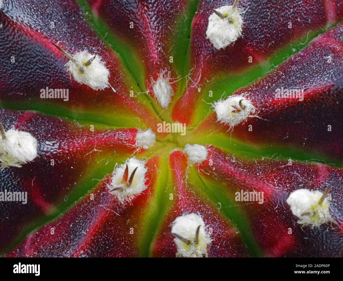 Abstrakte Gymnocalycium mihanovichii Draufsicht, makroaufnahme von lila grün Cactus Kopf Stockfoto