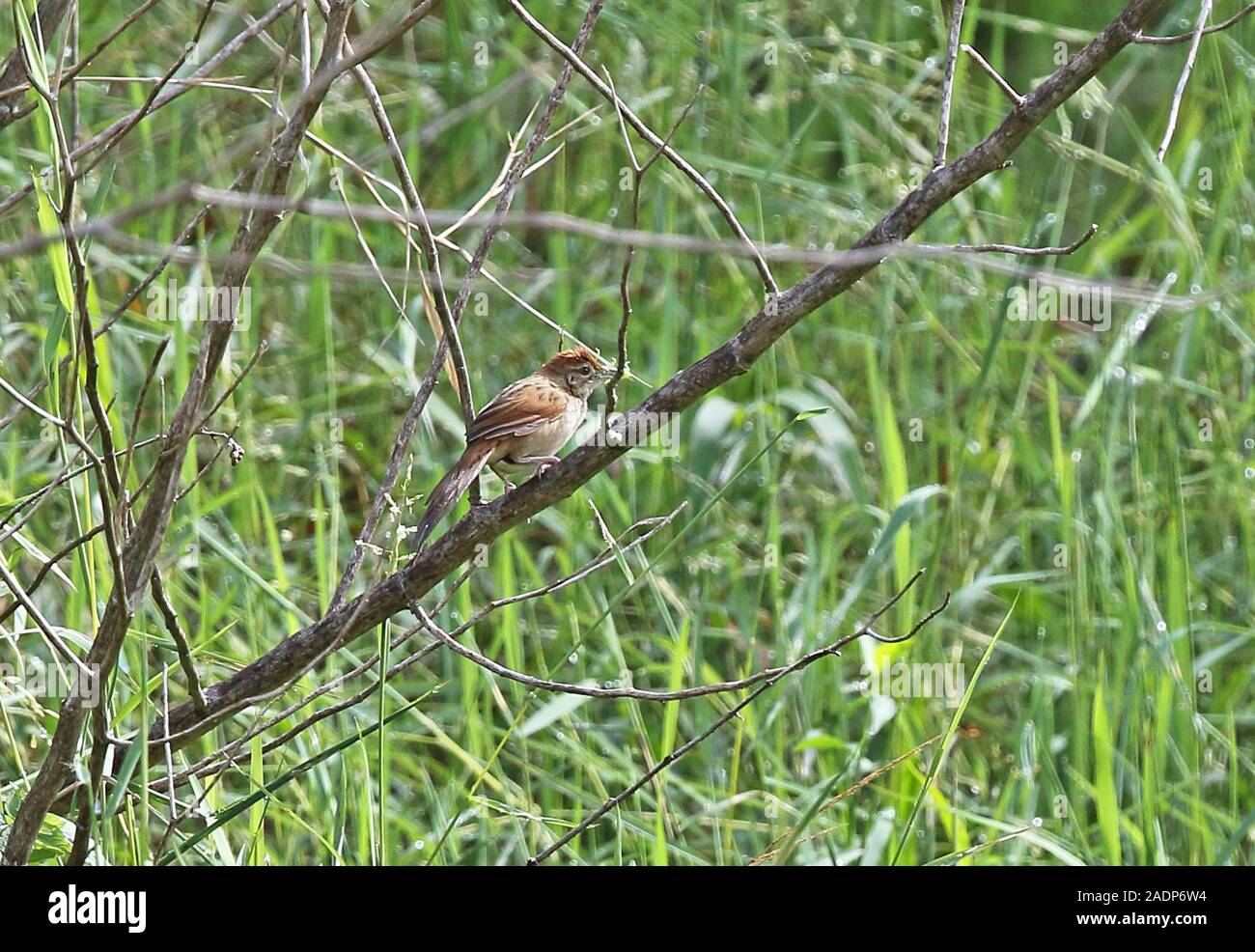 Papua (Cincloramphus macrurus Grassbird) Erwachsene mit Beute in Rechnung Mount Hagen, Papua-Neuguinea Juli Stockfoto