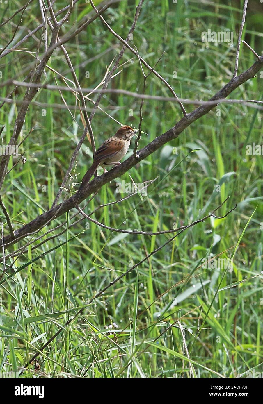 Papua (Cincloramphus macrurus Grassbird) Erwachsene mit Beute in Rechnung Mount Hagen, Papua-Neuguinea Juli Stockfoto