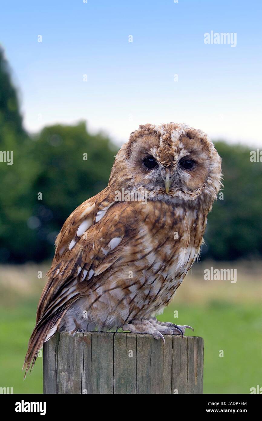 Waldkauz (Strix aluco) auf einem Pfosten thront. Diese Eule ist in ...