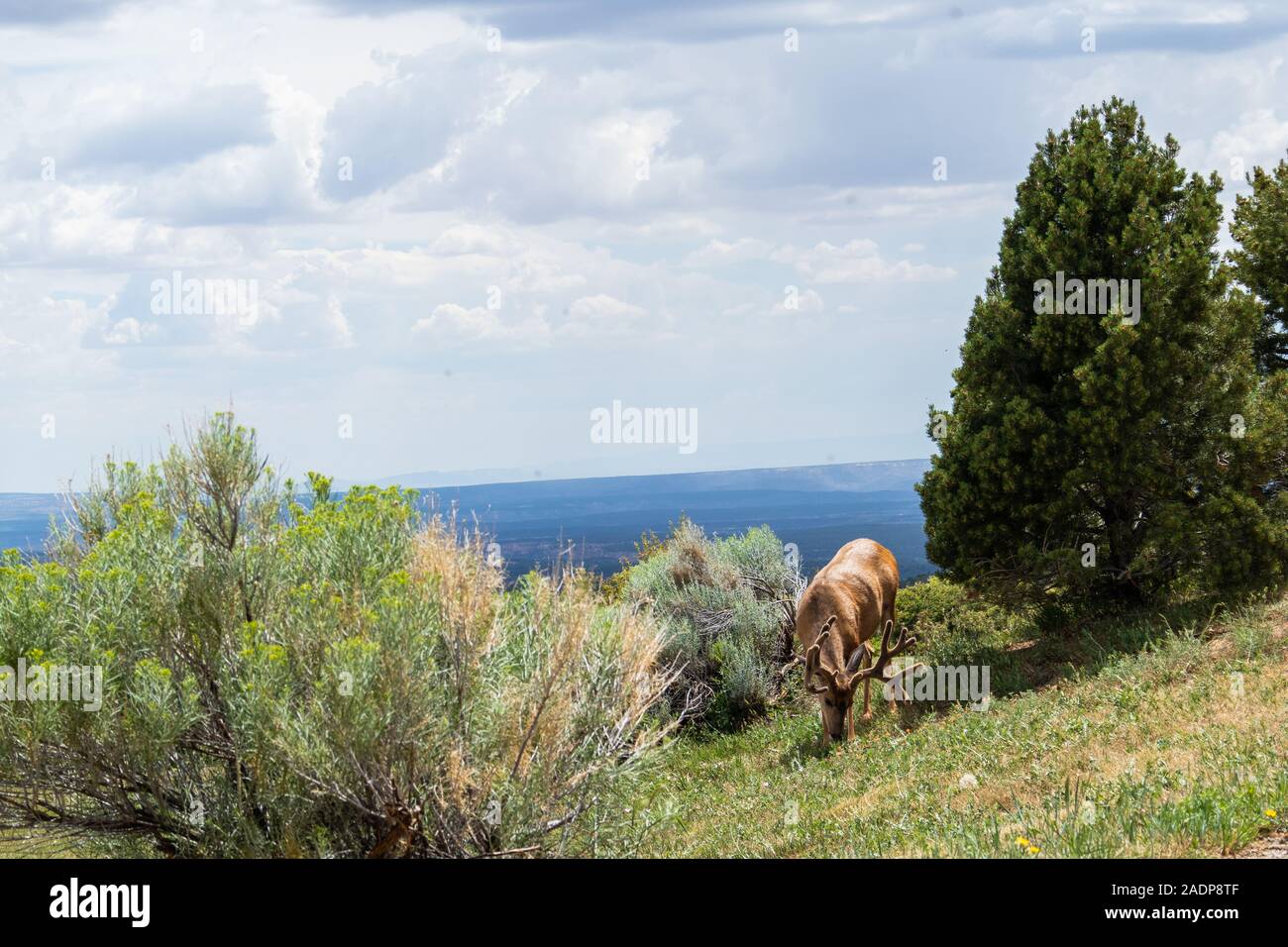 Ein Hirsch steht auf einem Berg im Mesa Verde Stockfoto