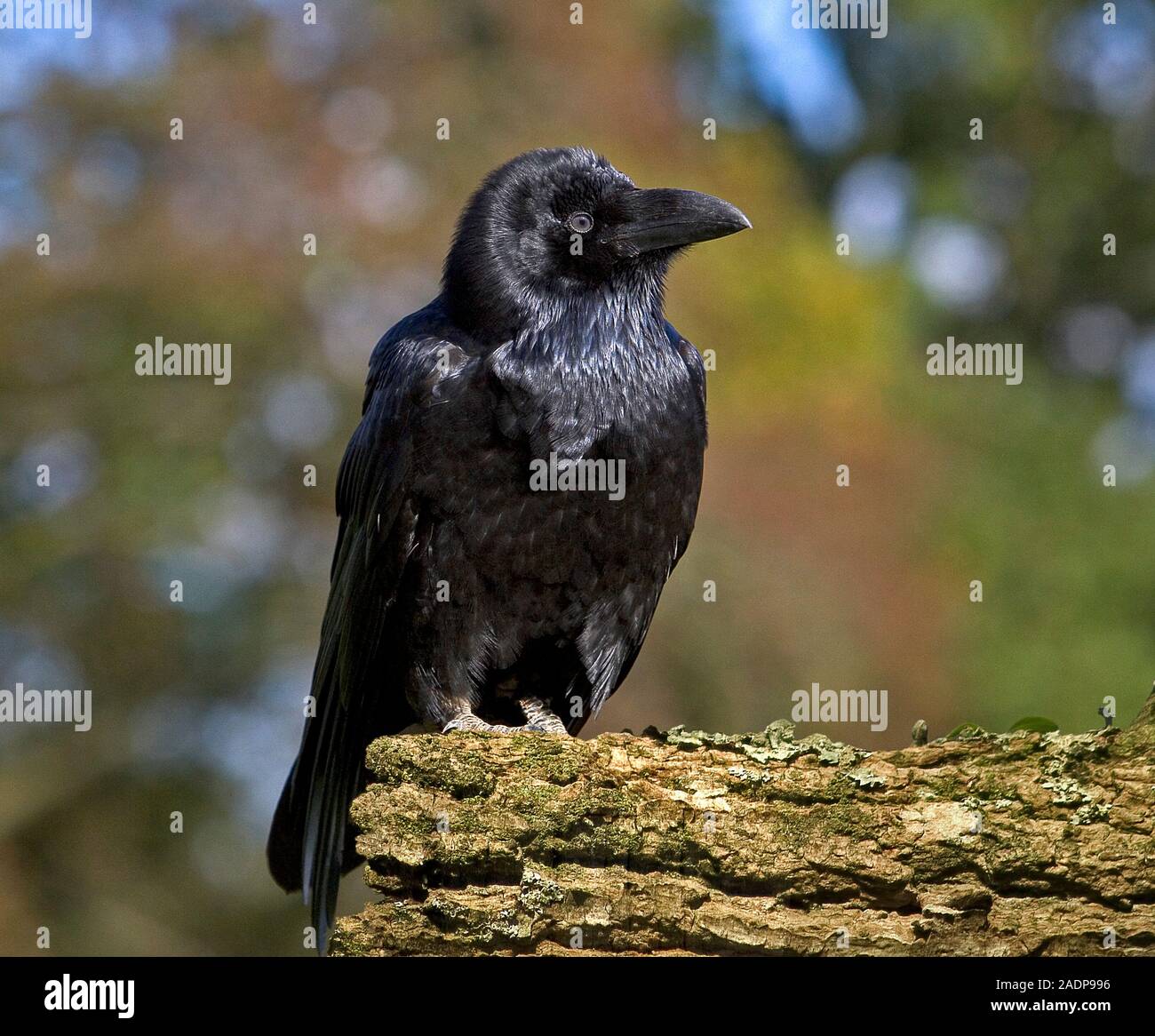 Kolk Rabe Kolkrabe (Corvus Corax) auf einem Baumstamm thront. Dieser Vogel ist ...