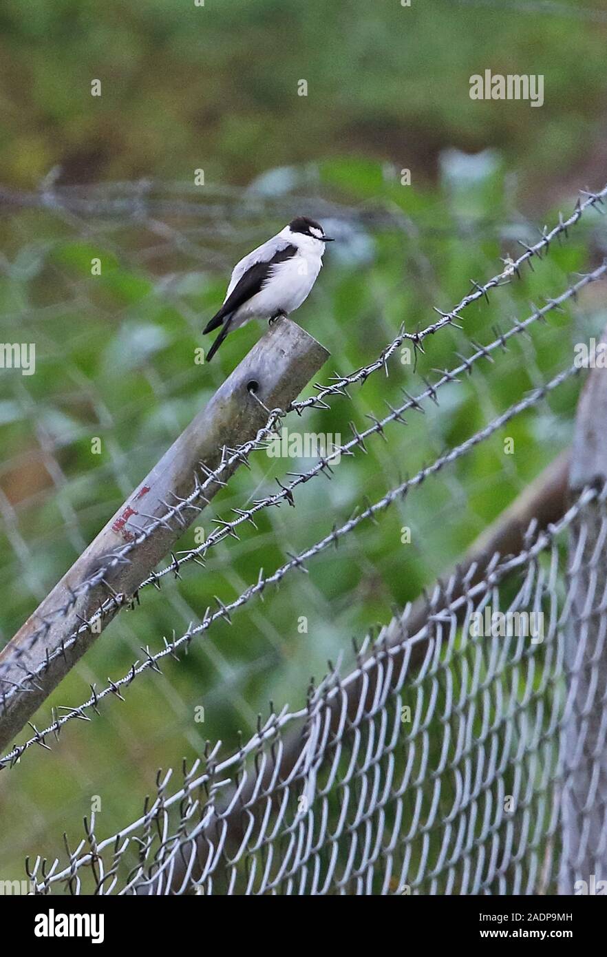 Torrent Flyrobin (Monachella muelleriana) Erwachsenen auf Zaun post Mount Hagen, Papua-Neuguinea Juli gehockt Stockfoto