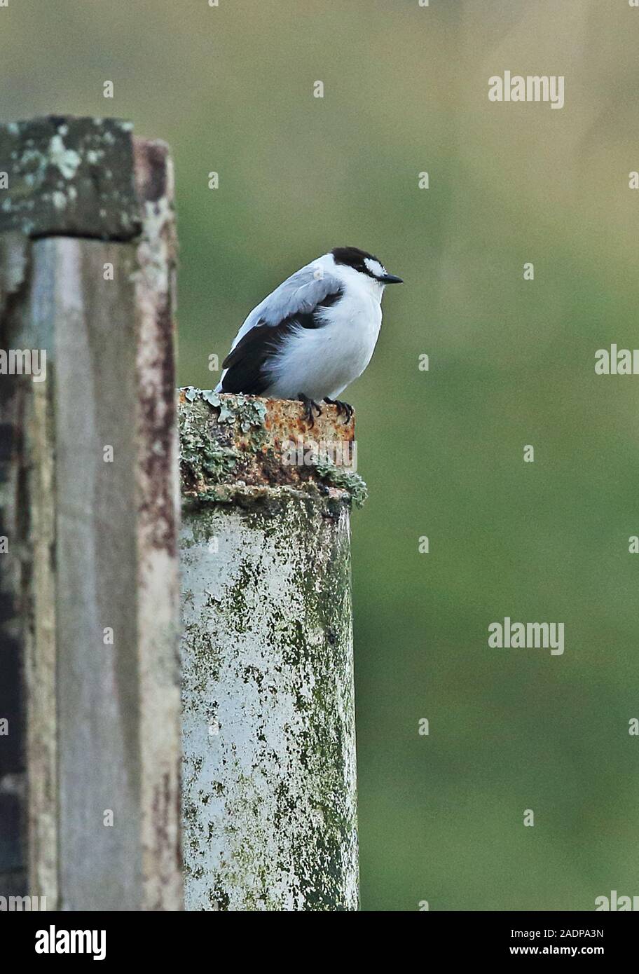 Torrent Flyrobin (Monachella muelleriana) Erwachsenen auf Zaun post Mount Hagen, Papua-Neuguinea Juli gehockt Stockfoto