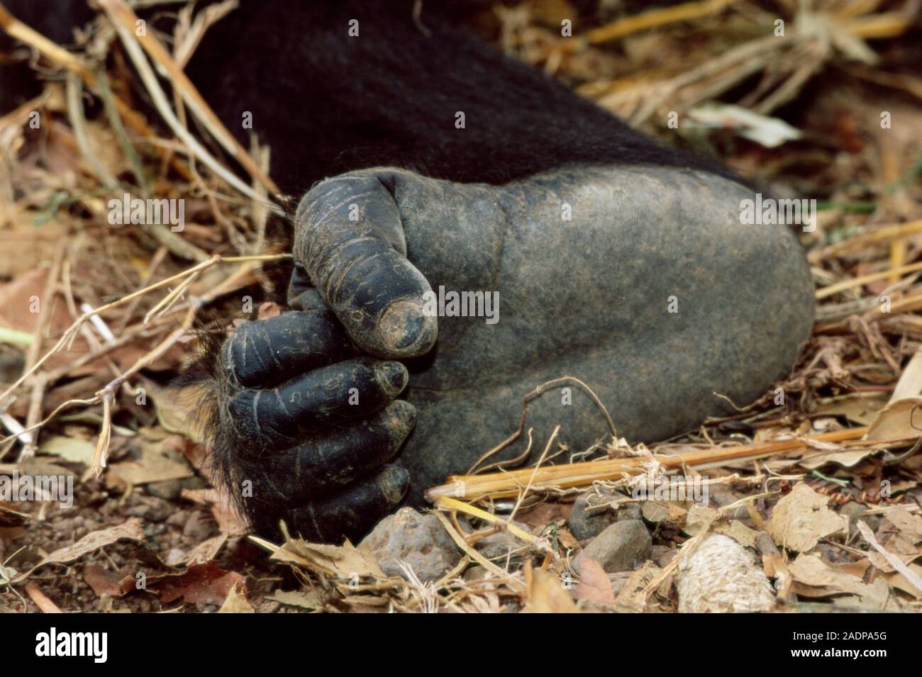 Der Gorilla Fuß. Der Fuß des Cross River Gorilla (Gorilla Gorilla ...