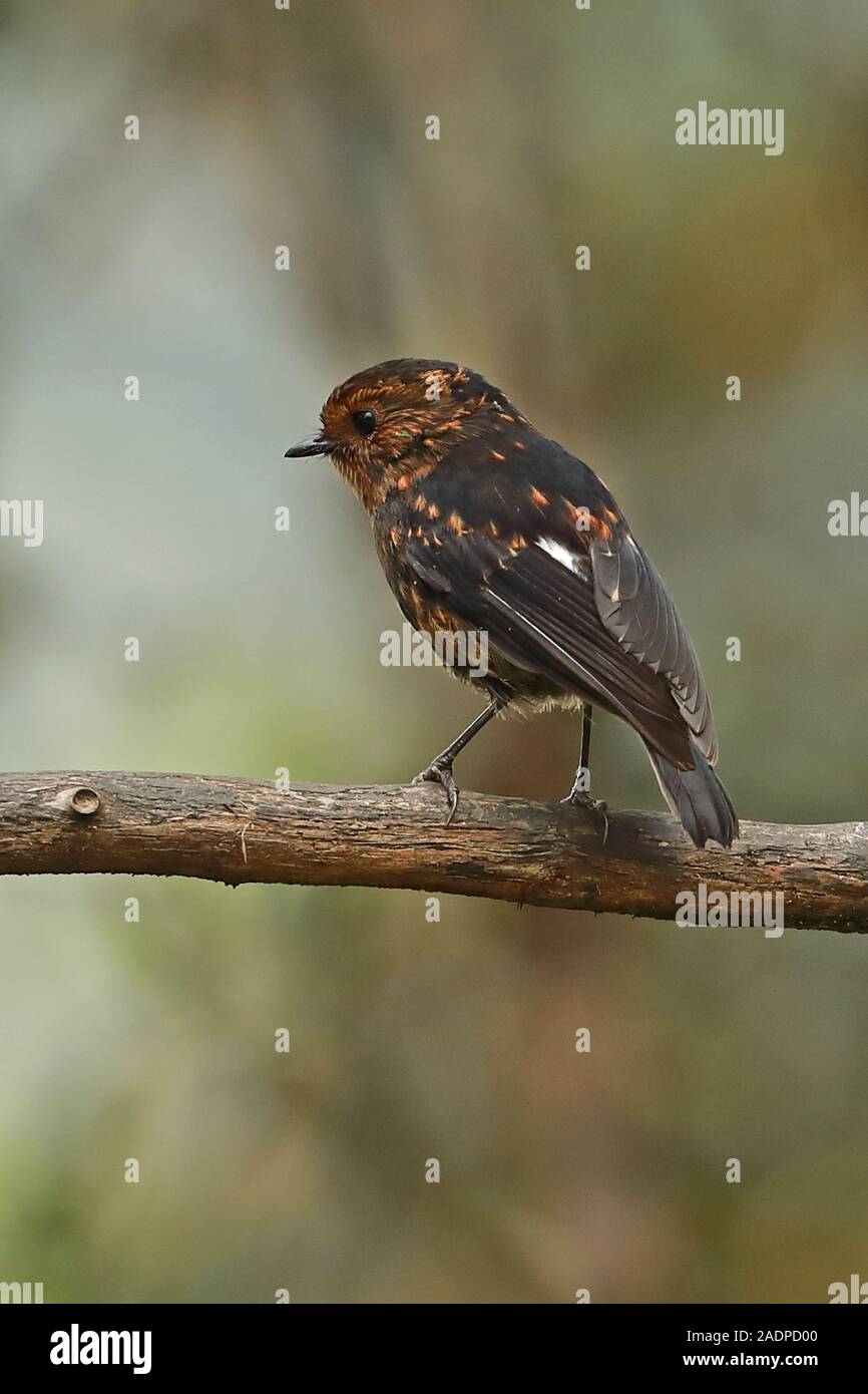 White-winged Robin (Peneothello sigillata hagenensis) Jugendliche auf Zweig Kumul Lodge, Mount Hagen, Papua-Neuguinea Juli gehockt Stockfoto