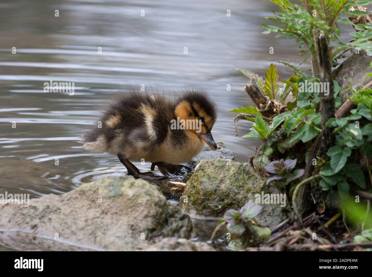 Stockente, Anas platyrhynchos, Single Entlein steht auf Rock. Arundel, West Sussex, UK. Stockfoto