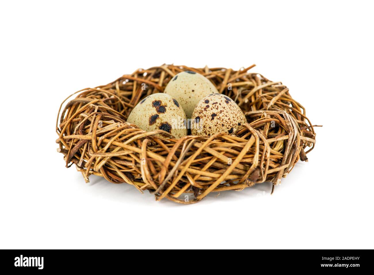 Wachtel Eier in einem Nest auf weißem Hintergrund. Vogel?s Nest mit winzigen Eiern. Stockfoto