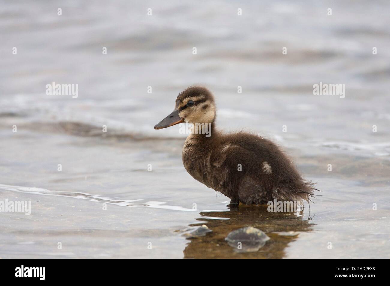 Stockente, Anas platyrhynchos, Portrait von einzelnen Entlein stehend im Wasser. Lochindorb, Schottland, Großbritannien. Stockfoto