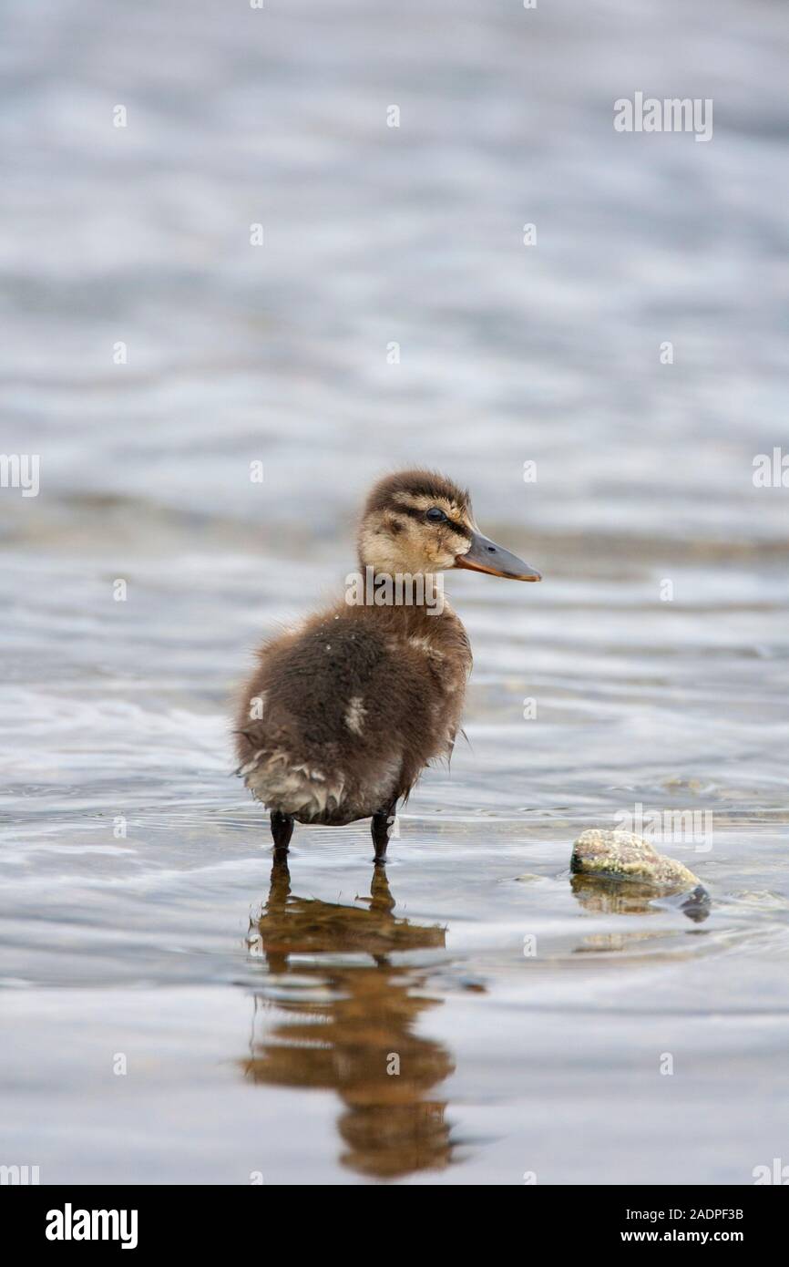 Stockente, Anas platyrhynchos, Portrait von einzelnen Entlein stehend im Wasser. Lochindorb, Schottland, Großbritannien. Stockfoto