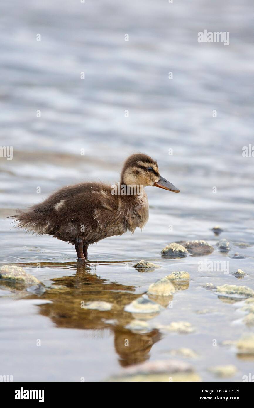 Stockente, Anas platyrhynchos, Portrait von einzelnen Entlein stehend im Wasser. Lochindorb, Schottland, Großbritannien. Stockfoto